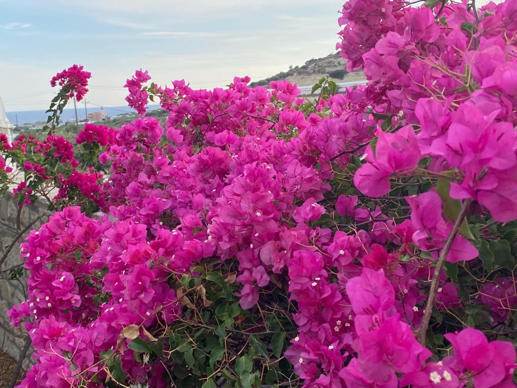 Villa Marmelada Ierápetra Dış mekan fotoğraf